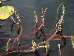 Attēlu rezultāti vaicājumam “Myriophyllum alterniflorum leaf”