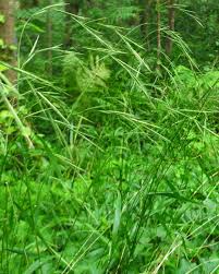Attēlu rezultāti vaicājumam “Brachypodium sylvaticum leaf”
