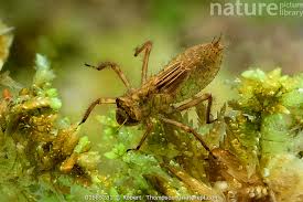 Attēlu rezultāti vaicājumam “Libellula quadrimaculata larva”