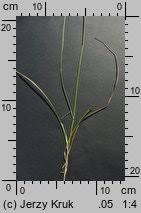 Attēlu rezultāti vaicājumam “Carex loliacea”