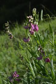 Attēlu rezultāti vaicājumam “Lathyrus laevigatus”