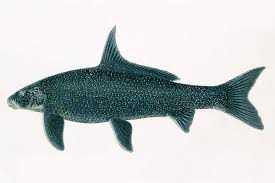 Image result for Cycleptus elongatus