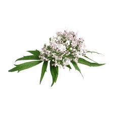 Attēlu rezultāti vaicājumam “Valeriana officinalis fruit”