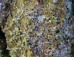 Attēlu rezultāti vaicājumam “Arthonia spadicea”