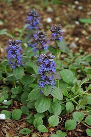 Attēlu rezultāti vaicājumam “Ajuga genevensis flower”