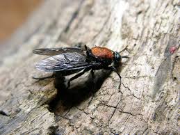 Attēlu rezultāti vaicājumam “Clitellaria ephippium”