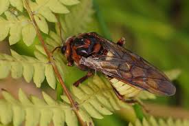 Attēlu rezultāti vaicājumam “Cimbex luteus”