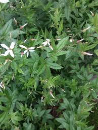 Attēlu rezultāti vaicājumam “Gillenia trifoliata”