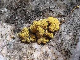 Attēlu rezultāti vaicājumam “Candelariella sp.”