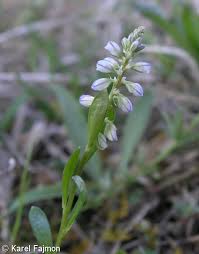 Attēlu rezultāti vaicājumam “Polygala amarella”
