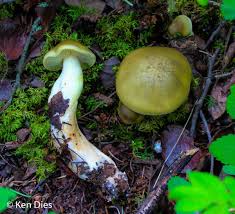 Attēlu rezultāti vaicājumam “Tricholoma sp.”