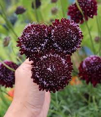 Image result for Scabiosa canescens