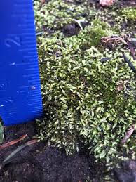 Attēlu rezultāti vaicājumam “Syntrichia ruralis var. ruralis sporophyte”