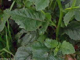 Attēlu rezultāti vaicājumam “Sinapis arvensis leaf”