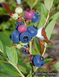 Attēlu rezultāti vaicājumam “Vaccinium angustifolium”