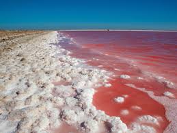 Image result for parque natural de camargue