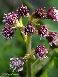 Attēlu rezultāti vaicājumam “Petasites spurius flower”