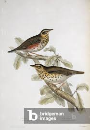 Attēlu rezultāti vaicājumam “Turdus philomelos”