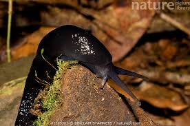 Attēlu rezultāti vaicājumam “Limax cinereoniger”