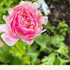 Attēlu rezultāti vaicājumam “Ranunculus mendax flower”