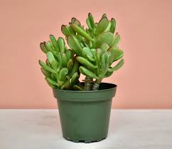 Image result for Crassula hobbit