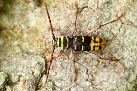 Attēlu rezultāti vaicājumam “Plagionotus detritus imago”