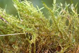 Attēlu rezultāti vaicājumam “Drepanocladus aduncus”