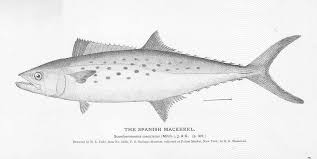 Image result for Scomberomorus maculatus