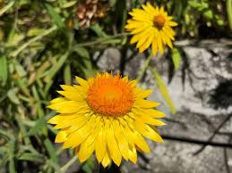 Image result for Strohblume