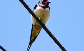 Attēlu rezultāti vaicājumam “Hirundo rustica”