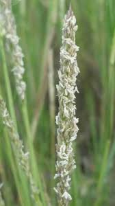 Attēlu rezultāti vaicājumam “Philonotis marchica sporophyte”