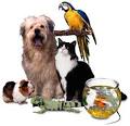 pets3_1_.jpg