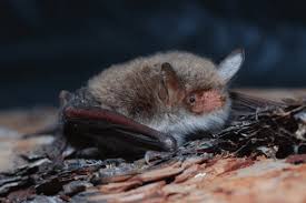 Attēlu rezultāti vaicājumam “Myotis sp.”