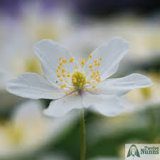 Attēlu rezultāti vaicājumam “Anemone nemorosa flower”