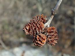 Attēlu rezultāti vaicājumam “Alnus incana bud”