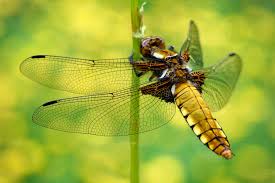 Attēlu rezultāti vaicājumam “Libellula depressa female”