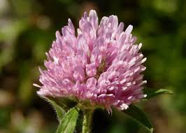 Attēlu rezultāti vaicājumam “Trifolium pratense”