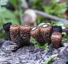 Attēlu rezultāti vaicājumam “Cyathus striatus”