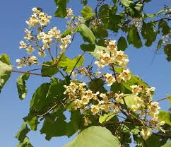 Attēlu rezultāti vaicājumam “Catalpa ovata”