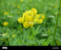 Attēlu rezultāti vaicājumam “Medicago sativa subsp. falcata flower”