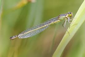 Attēlu rezultāti vaicājumam “Coenagrion armatum male”