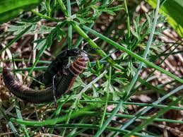 Attēlu rezultāti vaicājumam “Ommatoiulus vilnensis”