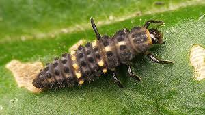 Attēlu rezultāti vaicājumam “Adalia bipunctata larva”