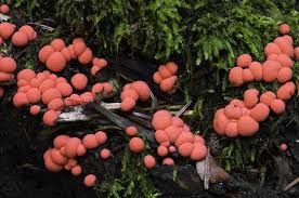 Attēlu rezultāti vaicājumam “Lycogala roseosporum”