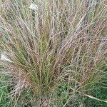 Attēlu rezultāti vaicājumam “Calamagrostis canescens fruit”