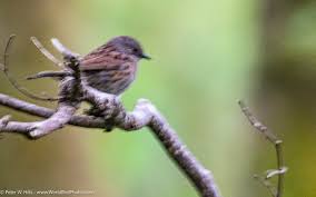 Attēlu rezultāti vaicājumam “Prunella modularis adult”