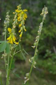 Attēlu rezultāti vaicājumam “Melilotus wolgicus”