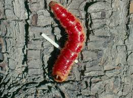 Attēlu rezultāti vaicājumam “Cossus cossus”