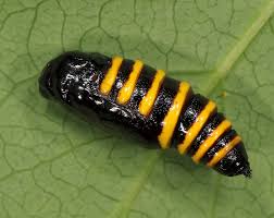 Attēlu rezultāti vaicājumam “Abraxas grossulariata pupa”