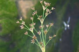 Attēlu rezultāti vaicājumam “Juncus articulatus”